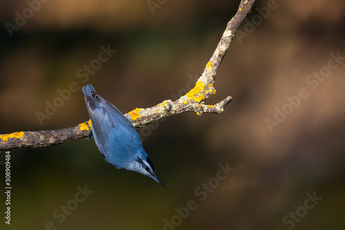 Cute little bird. Autumn nature background. Bird: Krupers Nuthatch. Sitta krueperi. photo