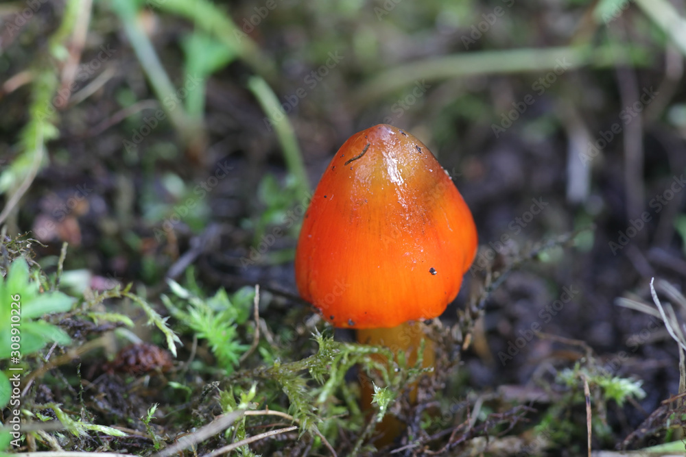 Hygrocybe conica, known as the blackening waxcap, witch's hat, conical wax cap or conical slimy cap, mushrooms from Finland Hygrocybe conica, known as the blackening waxcap, witch's hat, conical wax cap or conical slimy cap, mushrooms from Finland