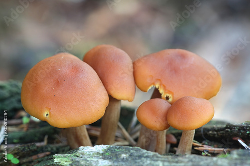 Gymnopilus penetrans, known as Common Rustgill, wild mushrooms from Finland