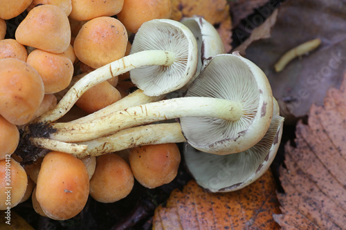 Hypholoma fasciculare, known as sulphur tuft, sulfur tuft or clustered woodlover, poisonous mushrooms from Finland photo