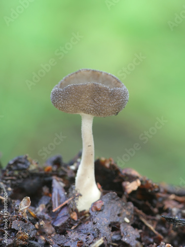 Helvella macropus, known as felt saddle fungus, mushrooms from Finland photo