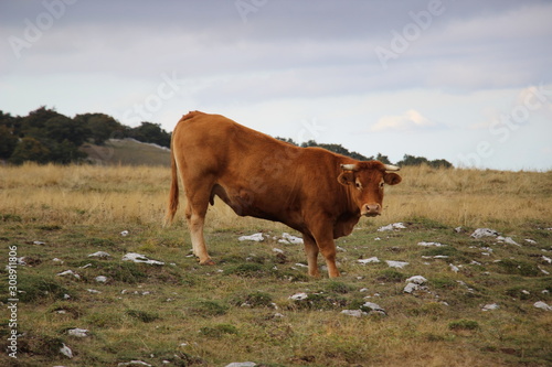 Photo de Vache Montagne Vercors