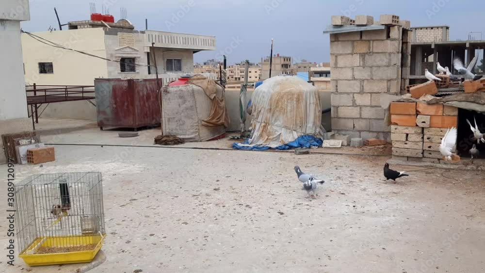 A slow pan shot on a cloudy day of domestic pigeons and the Syrian city of Qamishli in the background near the Turkish border. A slow pan shot on a cloudy day of domestic pigeons and the Syrian city of Qamishli in the background near the Turkish border.