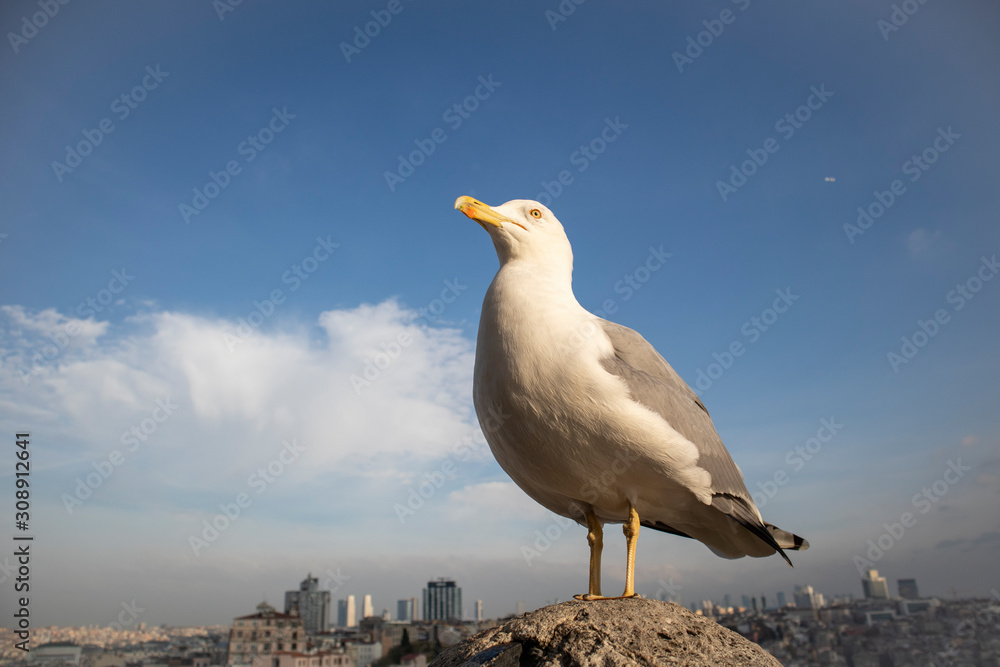 Seegull Larsus fuscus detail in the top of Galata Tower Seegull Larsus fuscus detail in the top of Galata Tower
