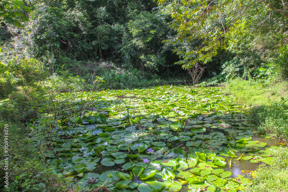 Obraz premium Lilly Pond