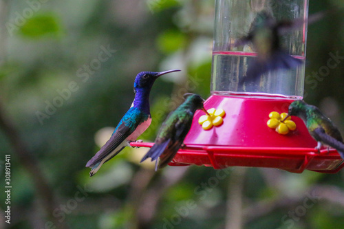 Hummingbirds on a feeder