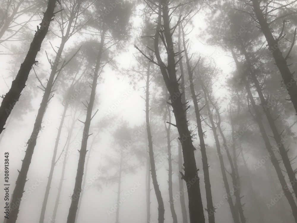 pine tree forest surrounded with fog in the winter morning up to the mountain pine tree forest surrounded with fog in the winter morning up to the mountain