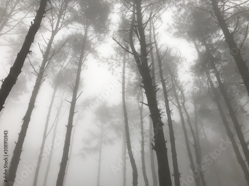 pine tree forest surrounded with fog in the winter morning up to the mountain