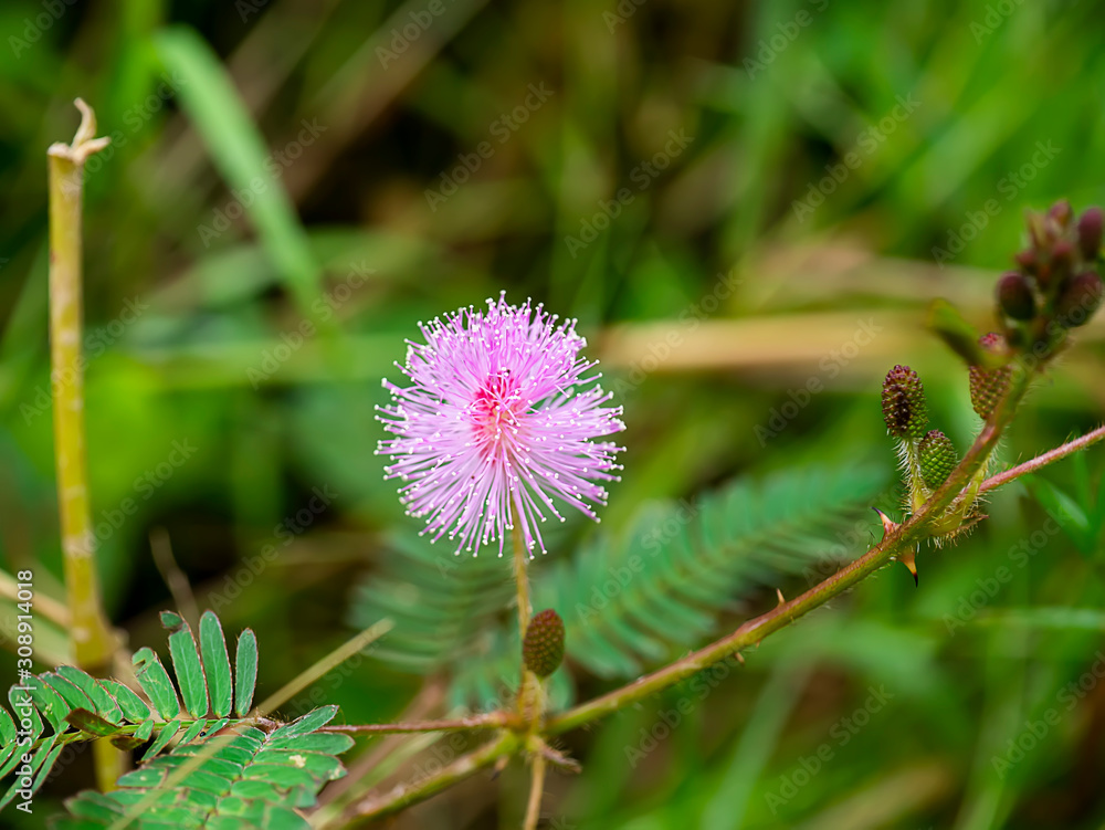 Close up leaves of sensitive plant, sleepy plant Close up leaves of sensitive plant, sleepy plant