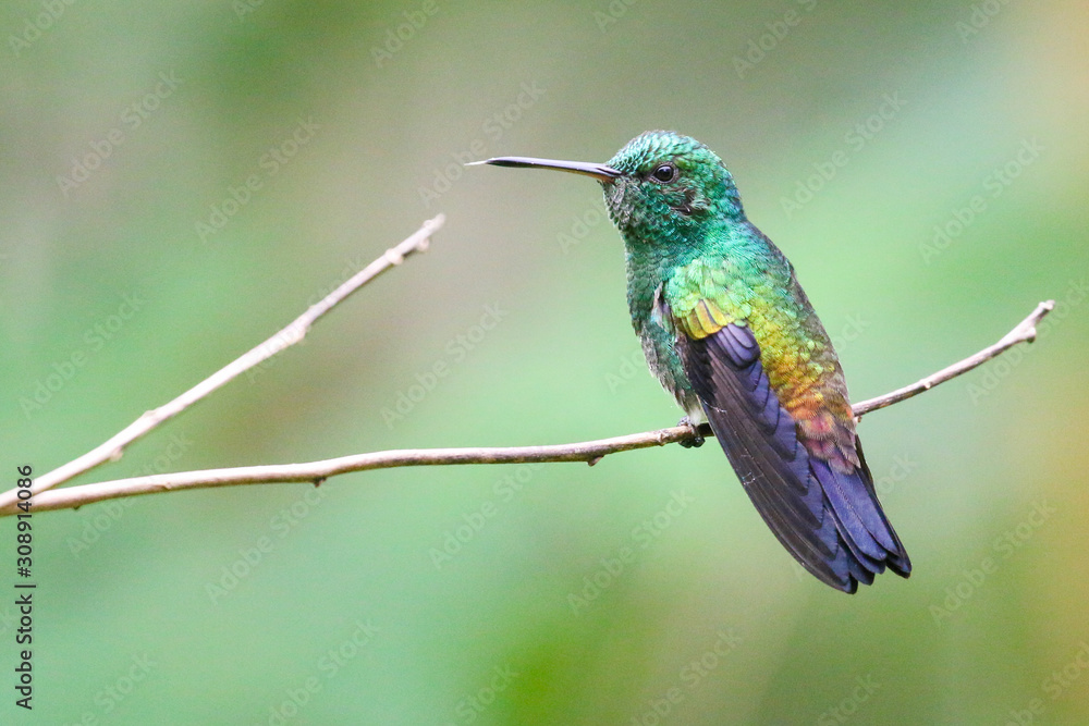 Fototapeta premium hummingbird on a branch