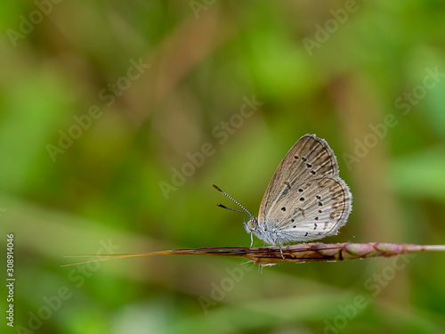 Wallpaper Mural Butterfly on flower grass with blur background. Torontodigital.ca