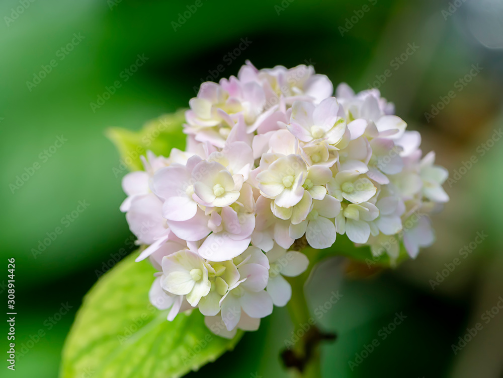 Close up soft white hydrangea flower with green leaf blur background. Close up soft white hydrangea flower with green leaf blur background.