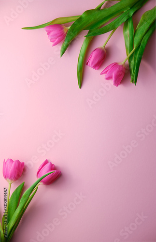 Fototapeta Naklejka Na Ścianę i Meble -  tulips on pink background topdown view, copyspace at middle, holiday concept