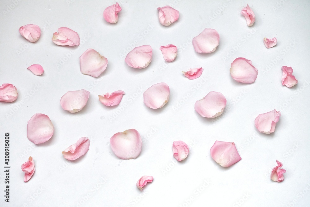 A group of sweet pink rose corollas on white isolated with copy space and softy style 