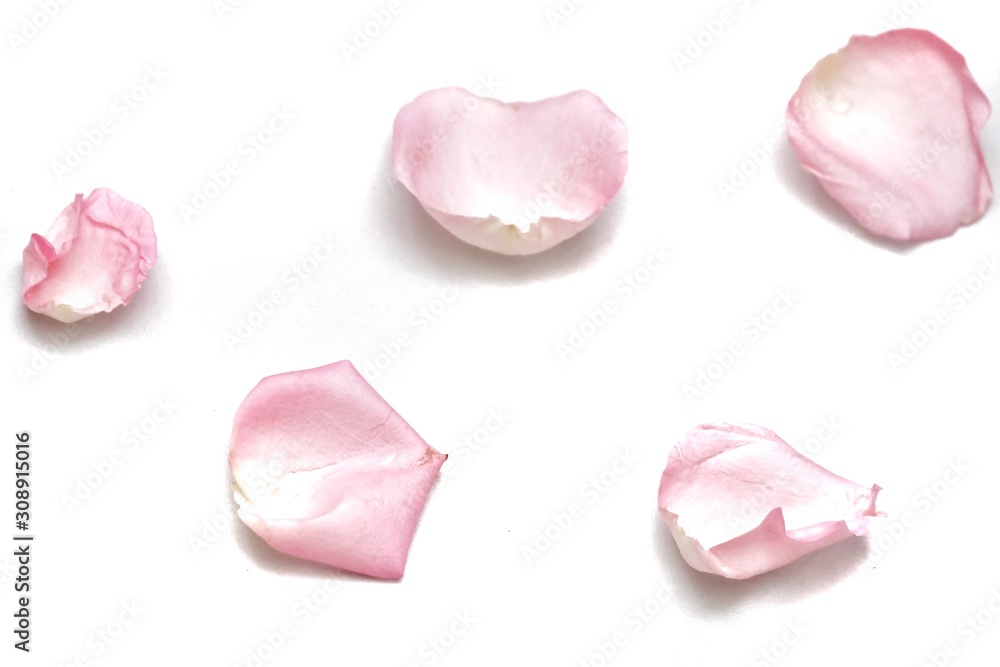 Blurred a group of sweet pink rose corollas on white isolated with copy space and softy style Blurred a group of sweet pink rose corollas on white isolated with copy space and softy style