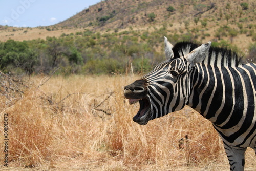 South Africa - Pilansberg Nature Reserve