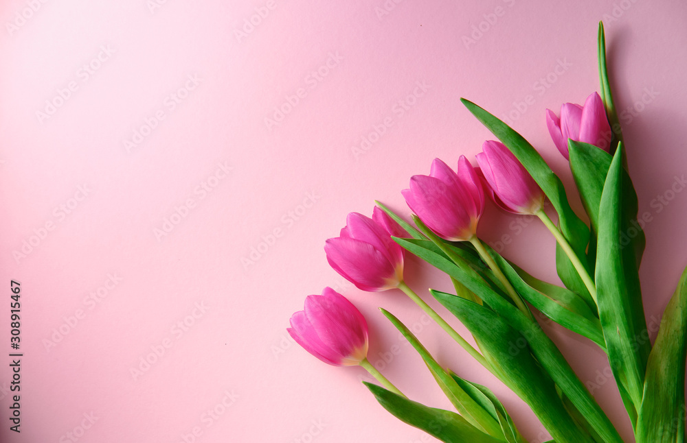Netherland tulips on pink background topdown view with copyspace at left, holiday concept, love Netherland tulips on pink background topdown view with copyspace at left, holiday concept, love