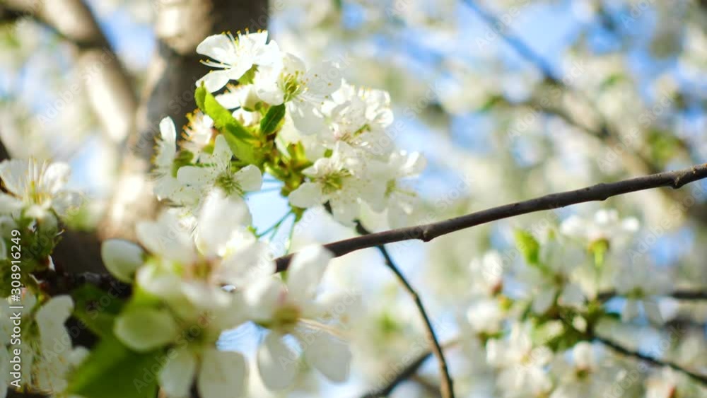 Blooming apple tree close up in spring time Blooming apple tree close up in spring time