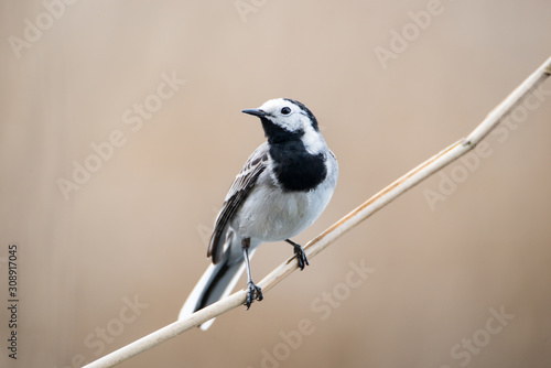 White Wagtail, Pied Wagtails,  Motacilla alba sitting on a branch © Berit Kessler