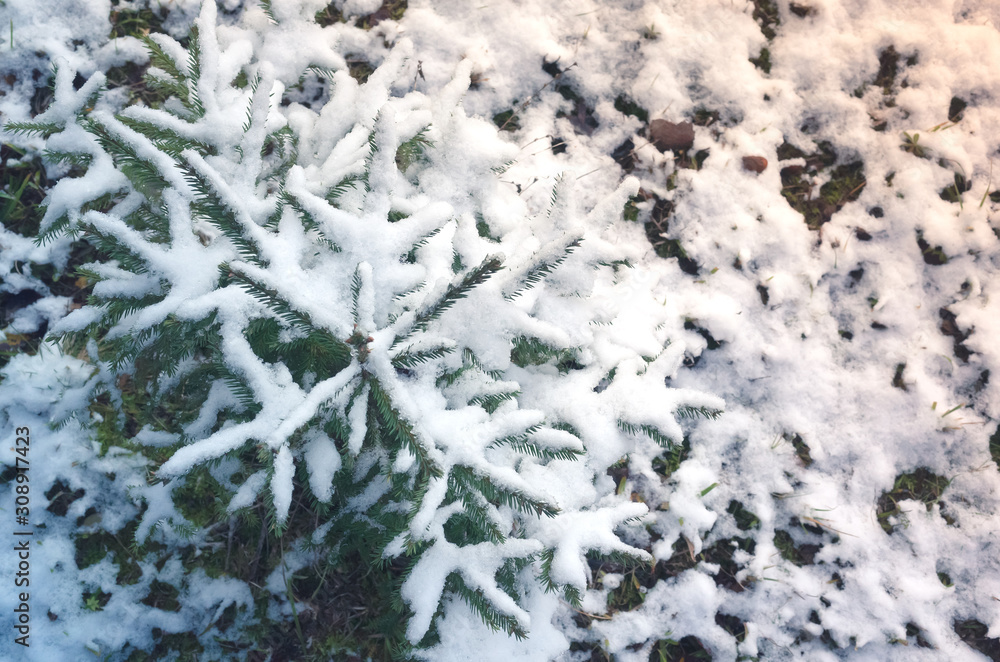 Small spruce trees covered with fresh snow