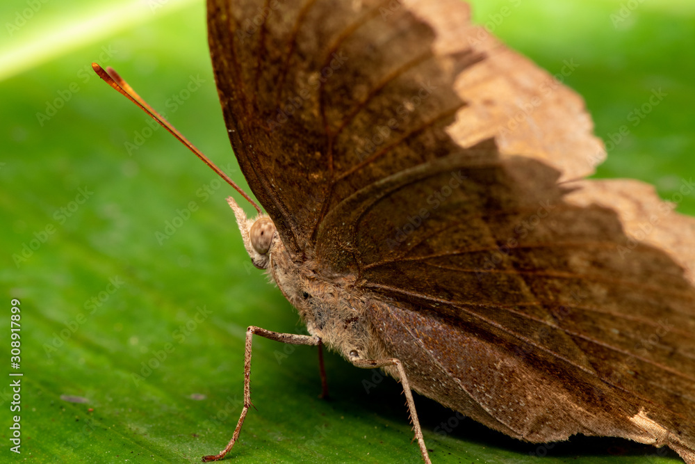 Obraz premium MACRO BUTTERFLY