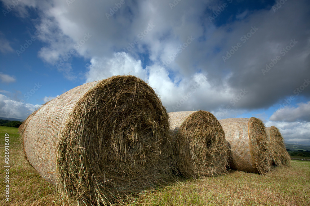 Grass bales on a farm near Thornhill