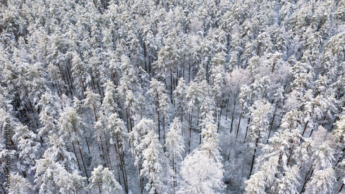 Aerial view of a winter snow-covered pine forest. Winter forest texture. Aerial view. Aerial drone view of a winter landscape. Snow covered forest. Aerial photography