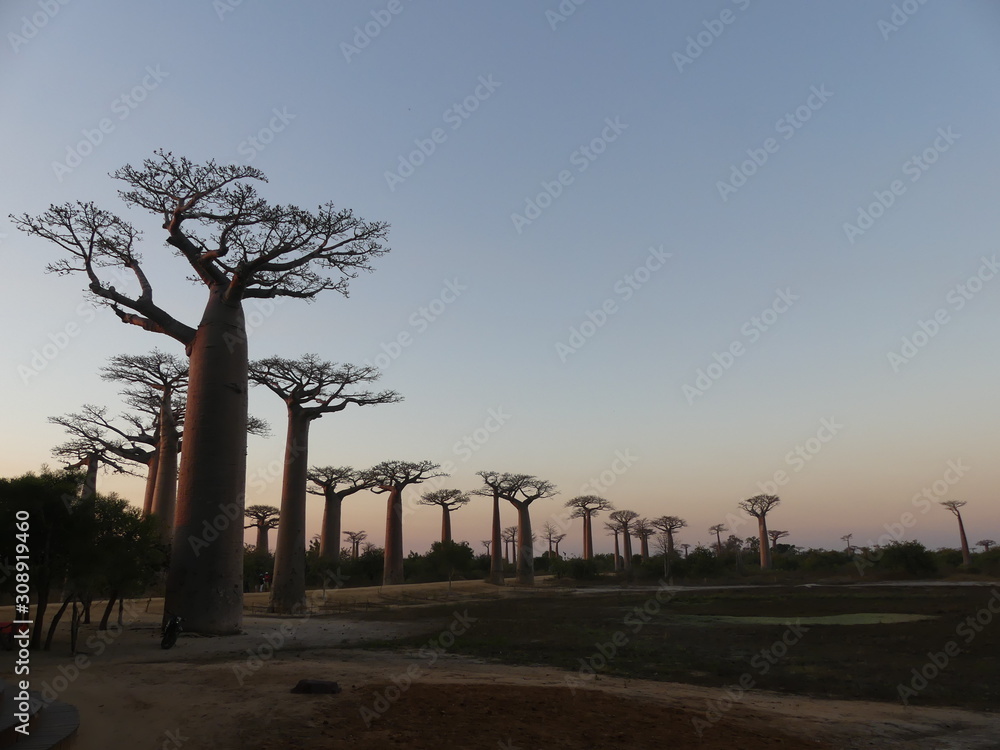 Obraz premium baobab sunset