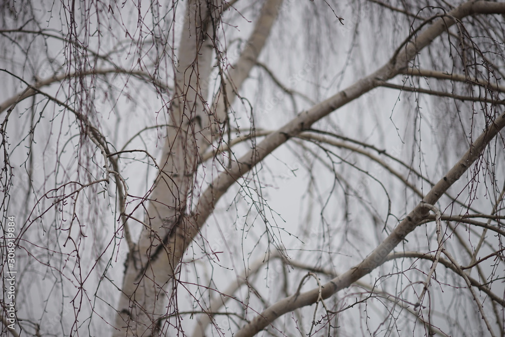 Bare branches of birch in raindrops, against a gray foggy sky, autumn day. Bare branches of birch in raindrops, against a gray foggy sky, autumn day.