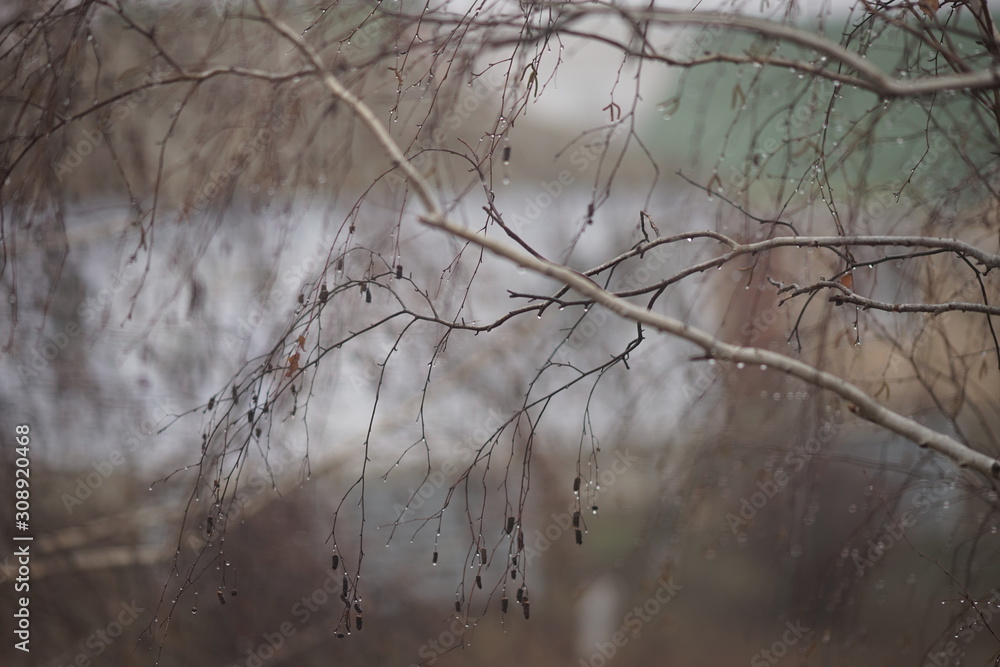Bare branches of birch in raindrops, against the background of rural houses, autumn day. Bare branches of birch in raindrops, against the background of rural houses, autumn day.
