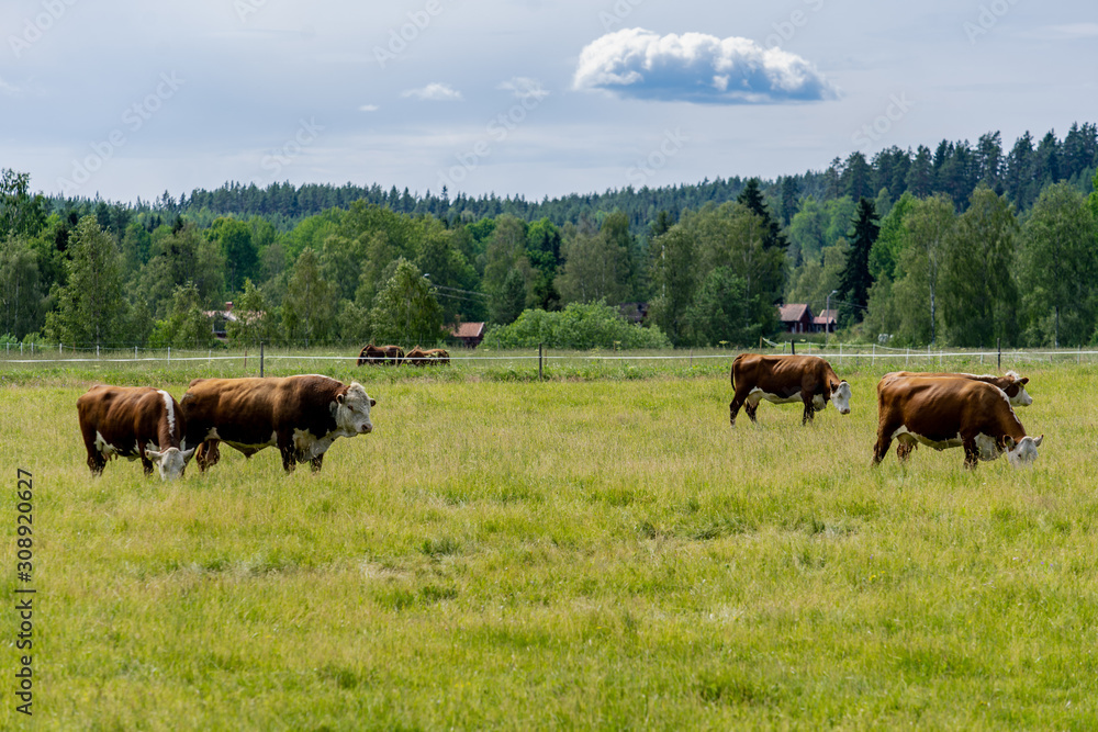 Cows grazing in a green summer pasture on the Swedish countryside Cows grazing in a green summer pasture on the Swedish countryside