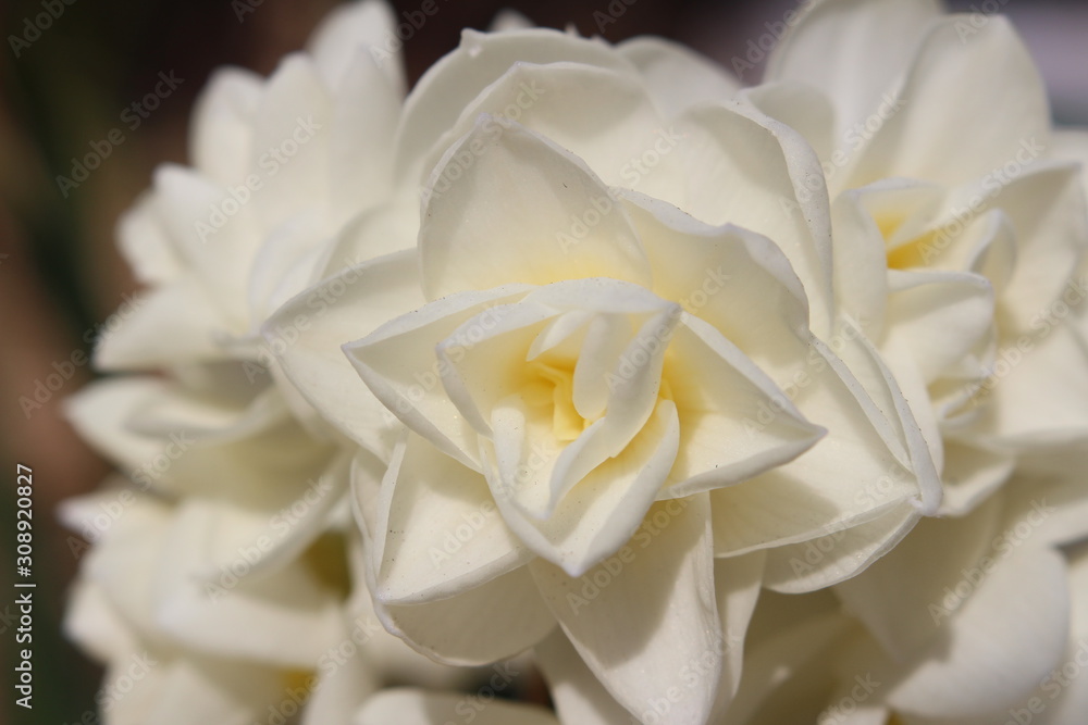 房咲きスイセンの花 房咲きスイセンの花