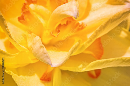 Wallpaper Mural The world of flowering plants Torontodigital.ca