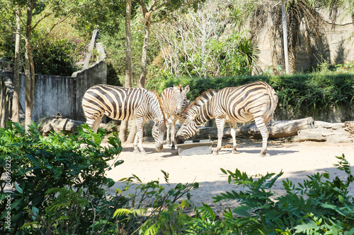 Zebras eating food in a zoo. © doraclub