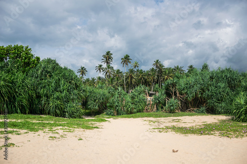 Fototapeta Naklejka Na Ścianę i Meble -  Tropical jungle with palm trees on the ocean coast, with clouds in the sky, Sri Lanka
