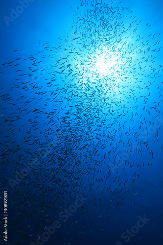 Shoal of anchovies fish