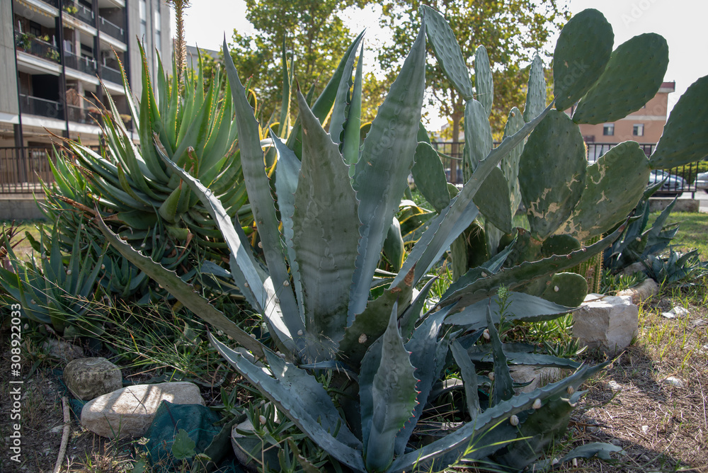 Fototapeta premium Aloe Vera Plant in the Garden by Morning
