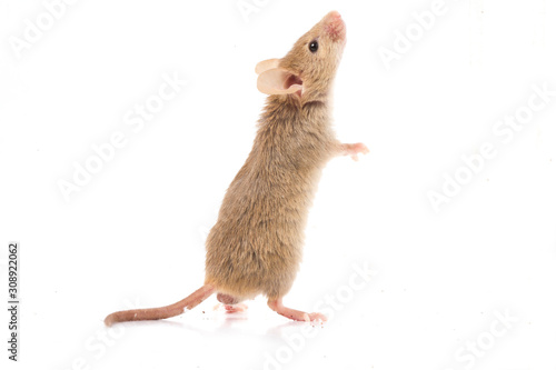 Wood mouse isolated on a white background photo