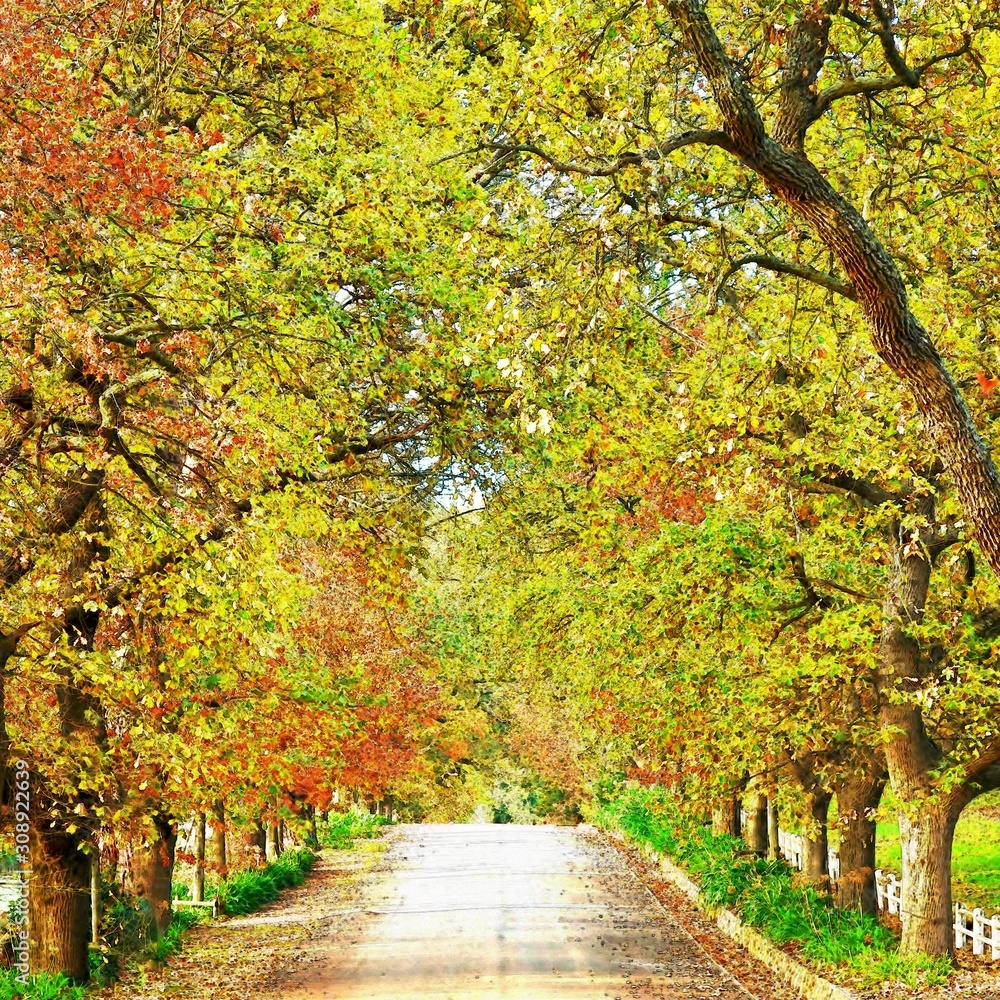 Naklejka premium Landscape with an Oak Avenue in beautiful autumn colors