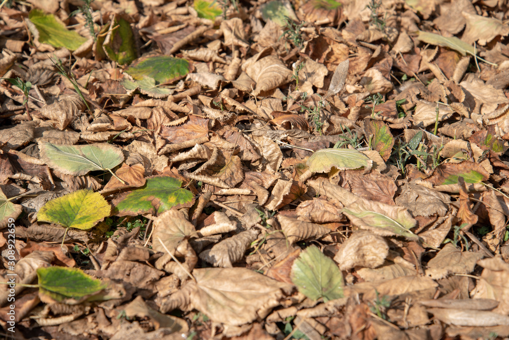 Autumn Tree Fall Foliage by Morning Autumn Tree Fall Foliage by Morning