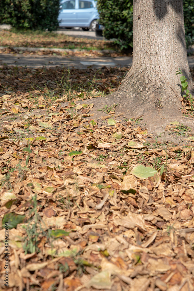 Autumn Tree Fall Foliage by Morning Autumn Tree Fall Foliage by Morning