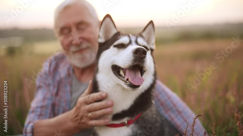 Eldery man with gray hair and beard stroking his husky dog in the field at sunset