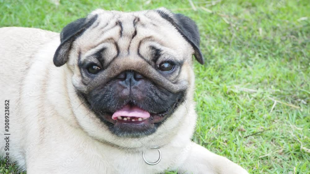 Happy dog pug breed smile with funny face on green grass in garden,Purebred pug dog healthy Concept Happy dog pug breed smile with funny face on green grass in garden,Purebred pug dog healthy Concept