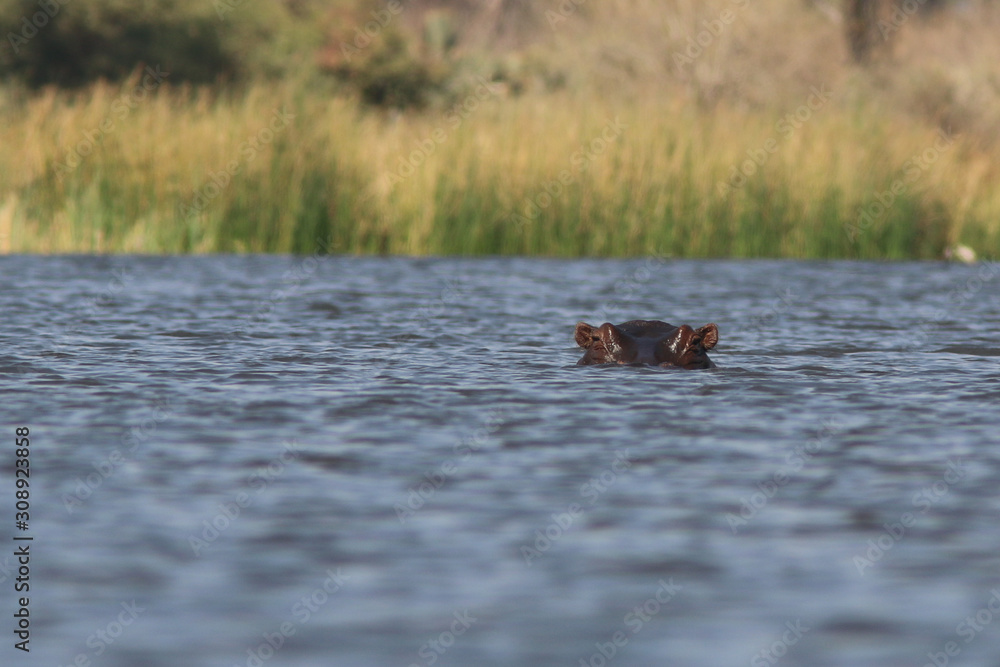Hippo Hippo