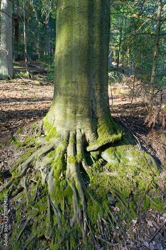 The trunk of the tree and its large roots go to the ground in a European forest. Close-up