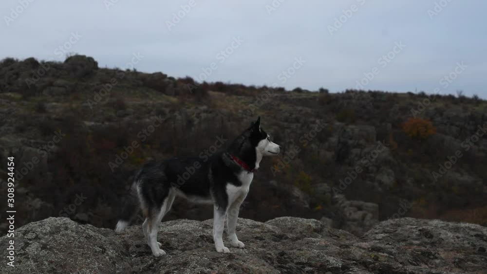 Husky dog on the background of the canyon and trees Husky dog on the background of the canyon and trees