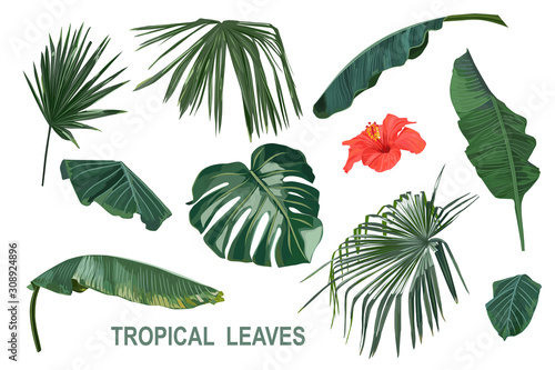 Tropical leaves set with hibiscus. Vector illustration. Isolated elements on white background