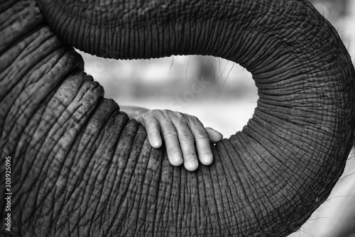 Photography The black and white image of the hand of an old woman placed on the elephant's trunk with compassion