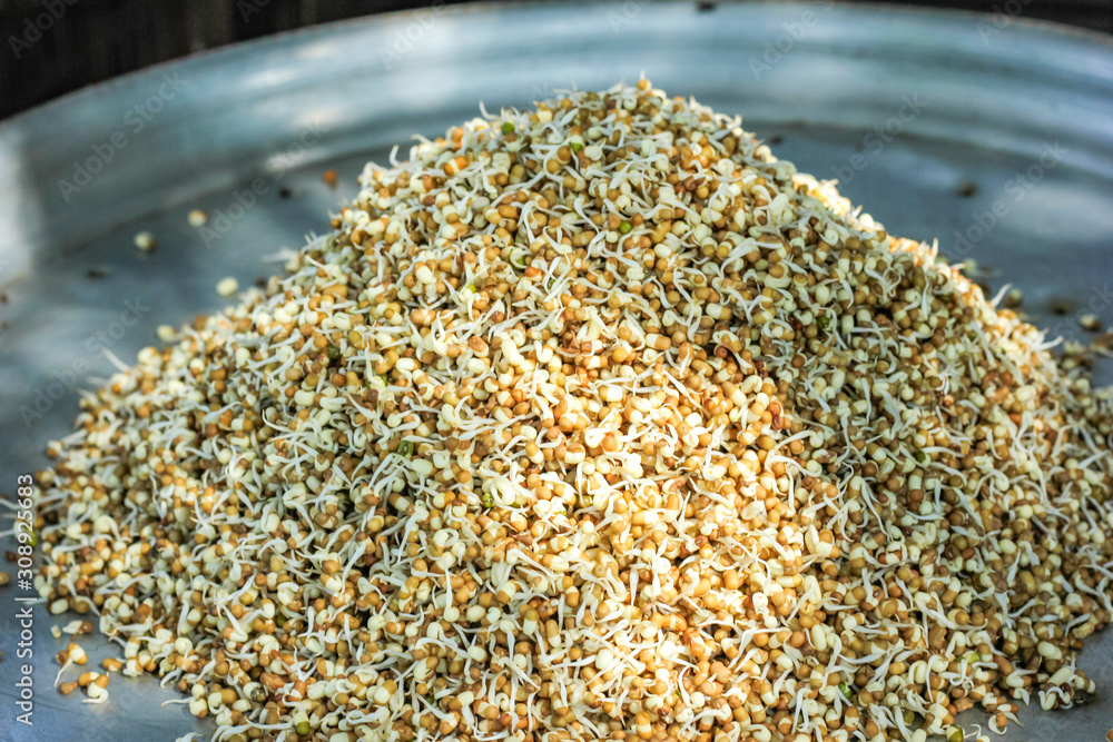 heap of Sprouted moth bean or matki in Indian vegetable market heap of Sprouted moth bean or matki in Indian vegetable market