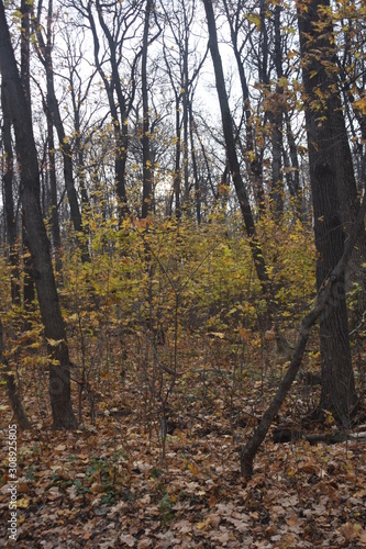 autumn forest in November waiting for winter